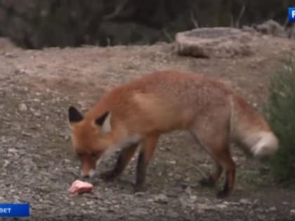 В Крыму зафиксировали массовое нападение диких лис на людей