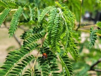 Доброе утро, севастопольцы!