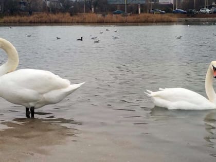 Птицы на зимовке в Крыму: чем можно и нужно ли подкармливать