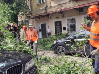 В Симферополе дерево упало на припаркованные автомобили