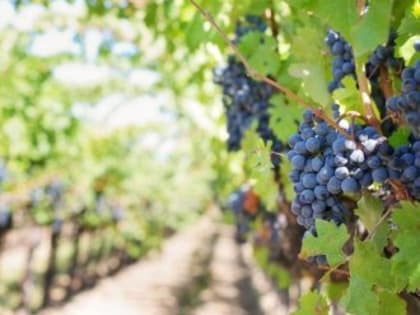 В Крыму не хватает виноградарей