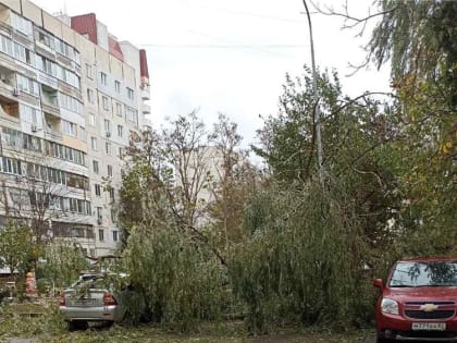 По улице Генерала Петрова дерево упало на машины (фото)