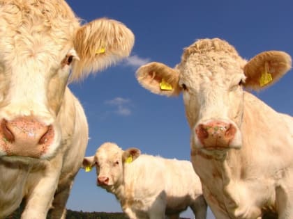 Бруцеллезом от коров в Белогорском районе заразились 9 человек – Роспотребнадзор