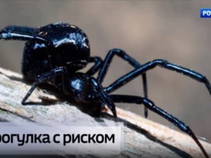 Что делать при укусе ядовитого паука и в каких регионах Крыма они обитают