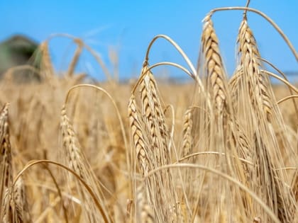 Передача земельных долей муниципалитетам Крыма