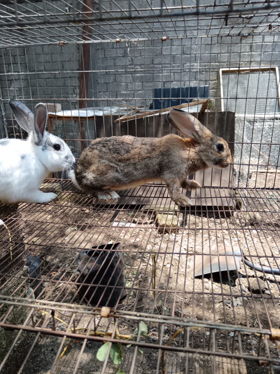 Monta natural en la granja elbuenconejo