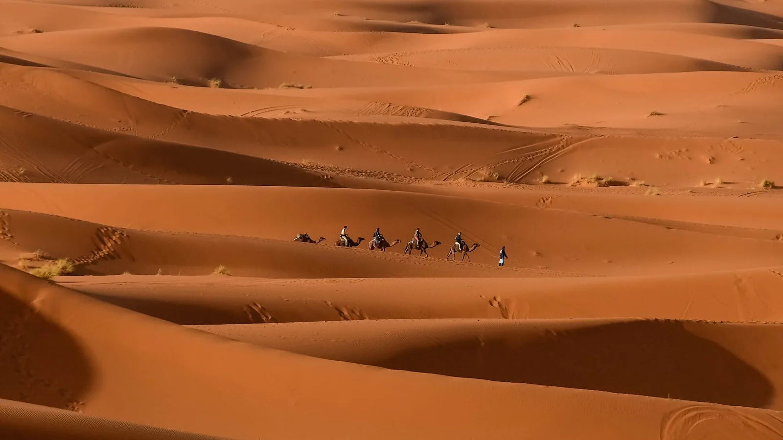 Camel caravan on the orange dunes of Merzouga