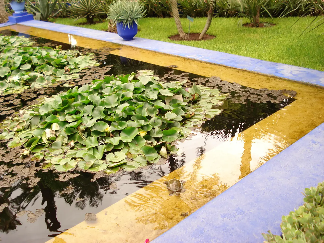 A lily pond in Jardin Majorelle