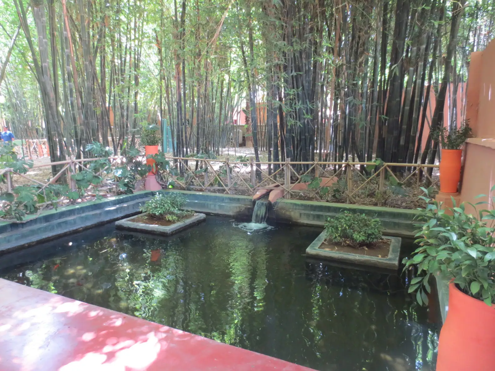 Bamboo and a pool in Jardin Majorelle