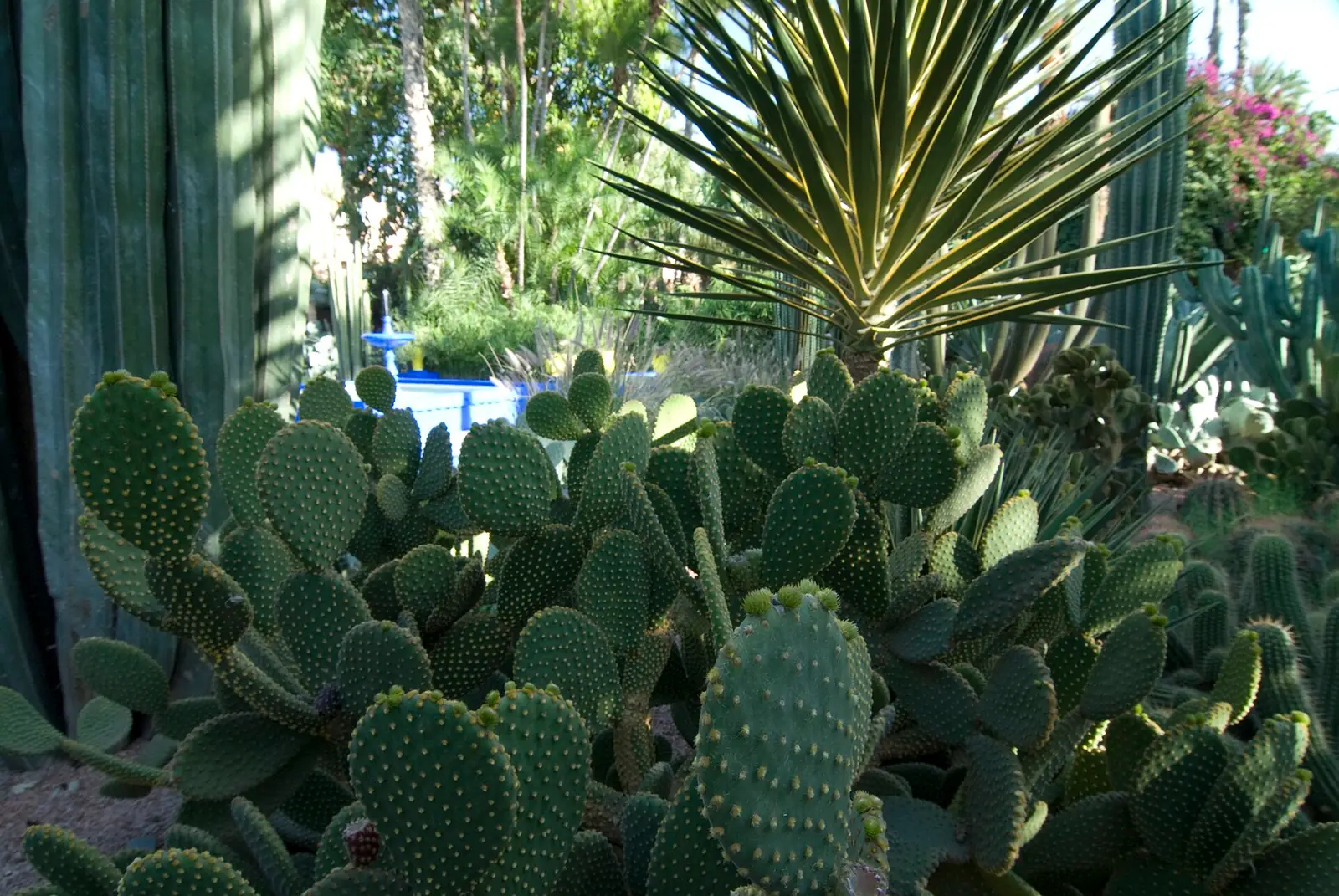 Cacti in Jardin Majorelle
