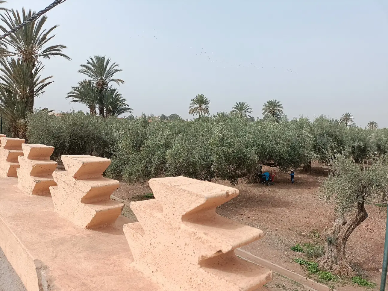 Olive trees and steps in the Menara Gardens