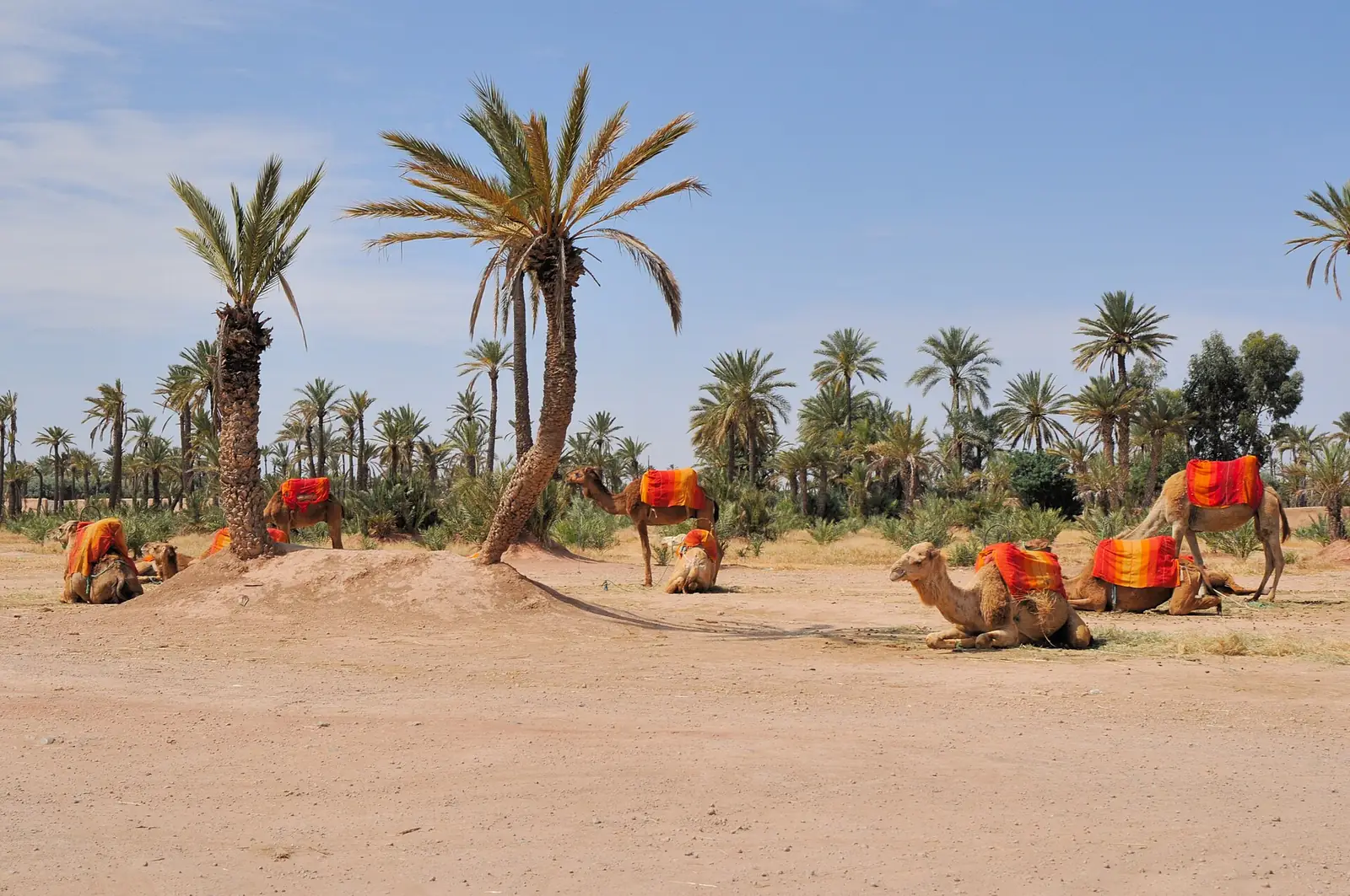 Date palms and resting camels in the Palmeraie of Marrakech