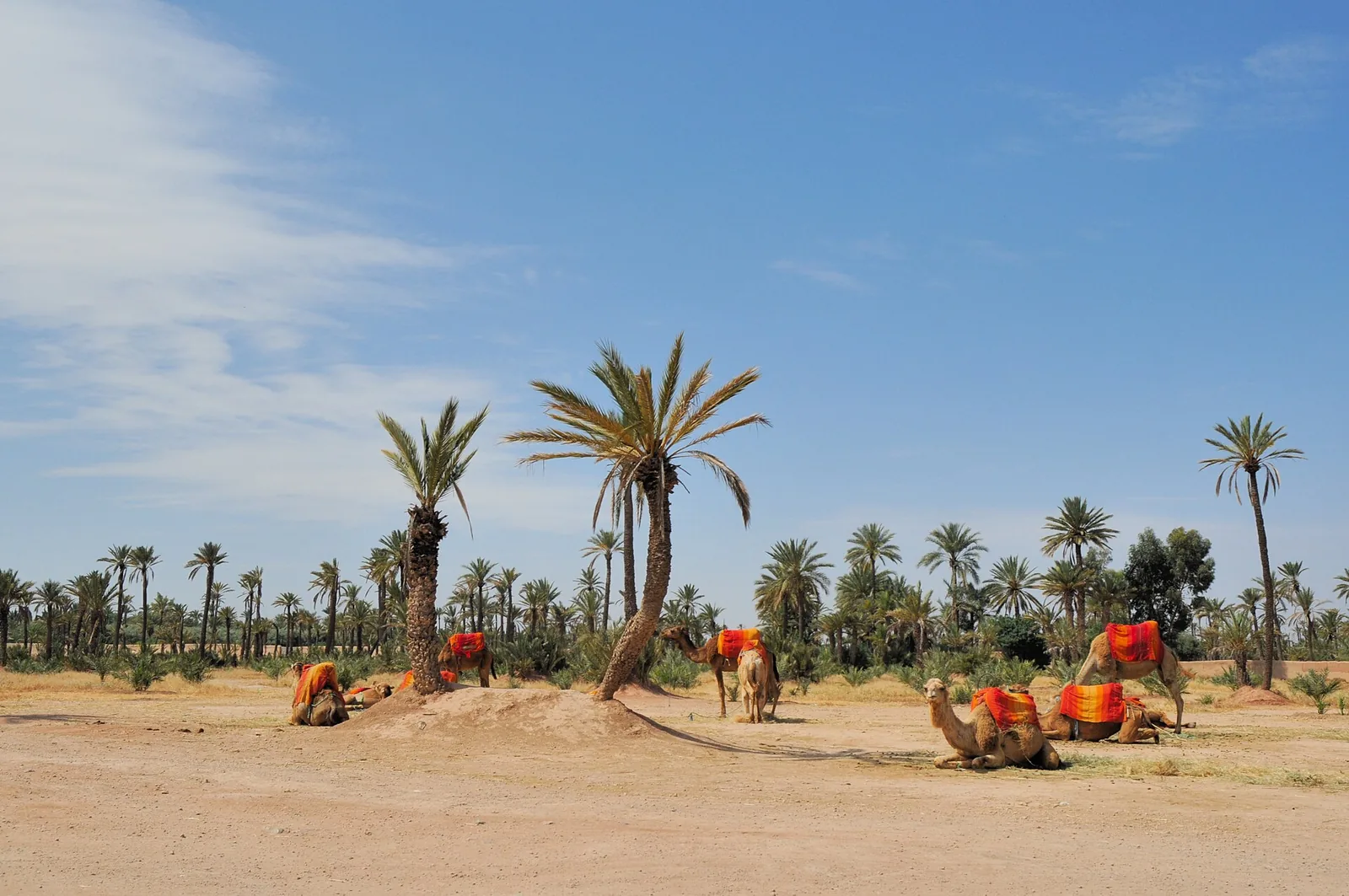 Palm trees across the Palmeraie of Marrakech