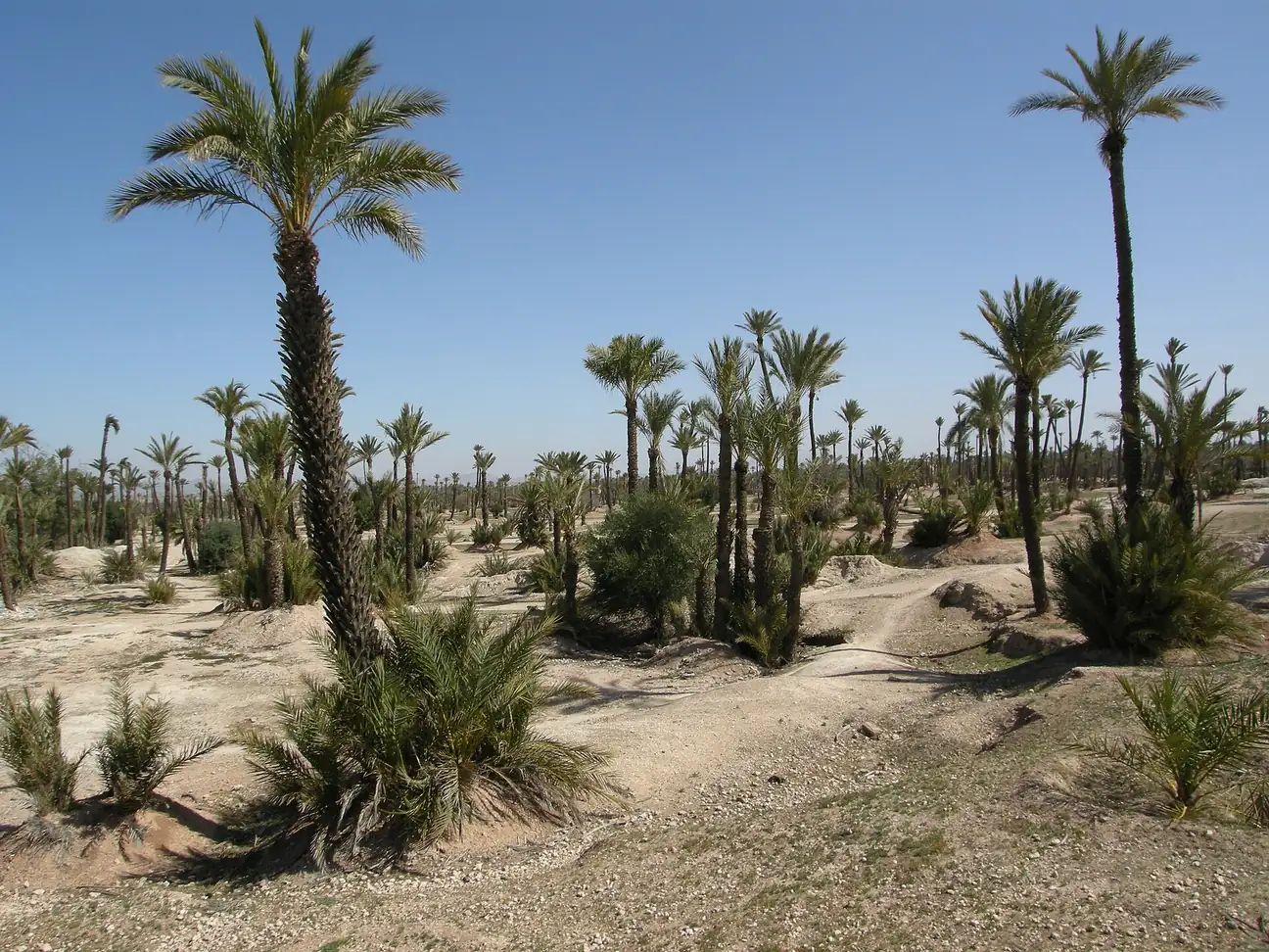 Palms and vegetation in the Palmeraie of Marrakech
