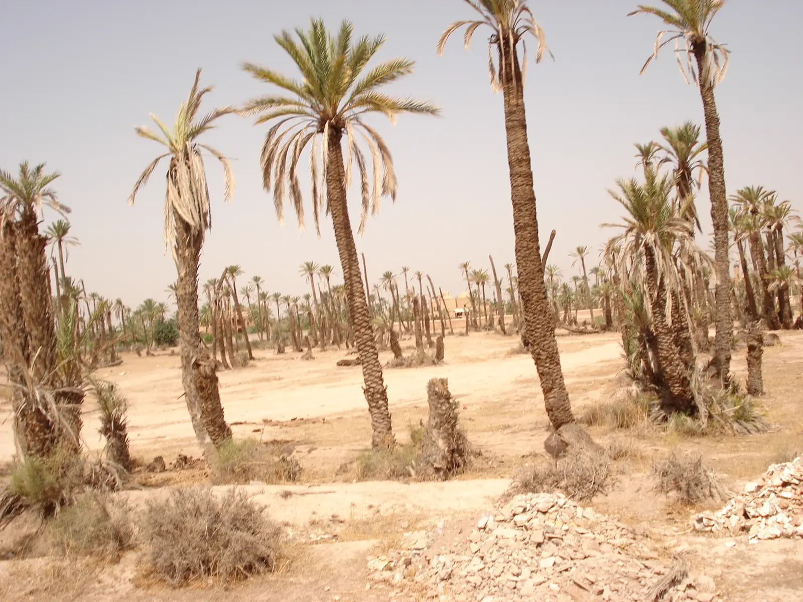 Date palms in the palm grove of Marrakech