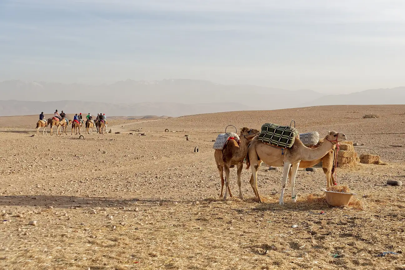 Dromedaries in the Agafay Desert