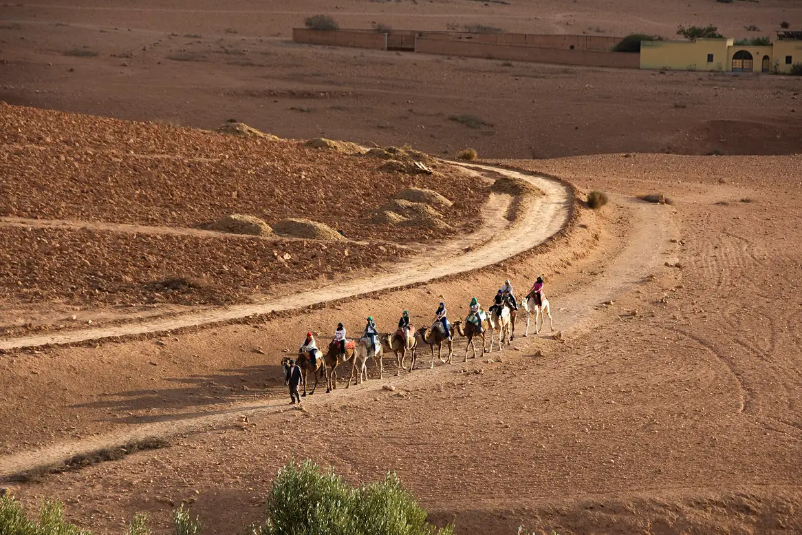 Camel caravan on a track in Agafay