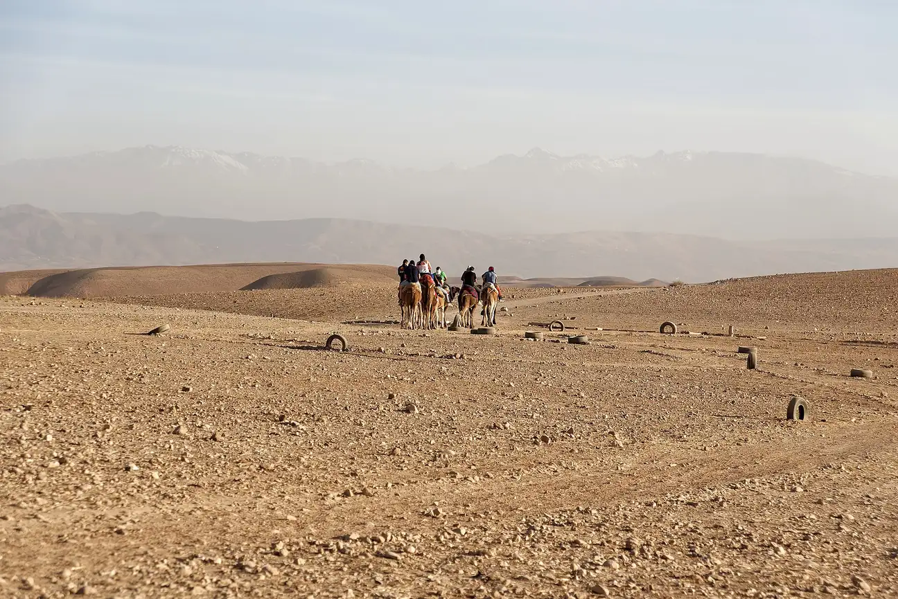 Camels crossing the Agafay Desert