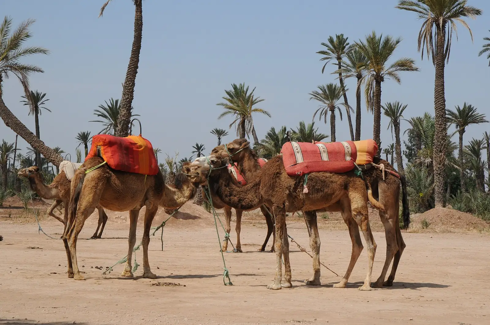 Saddled camels among the palm trees of the Palmeraie