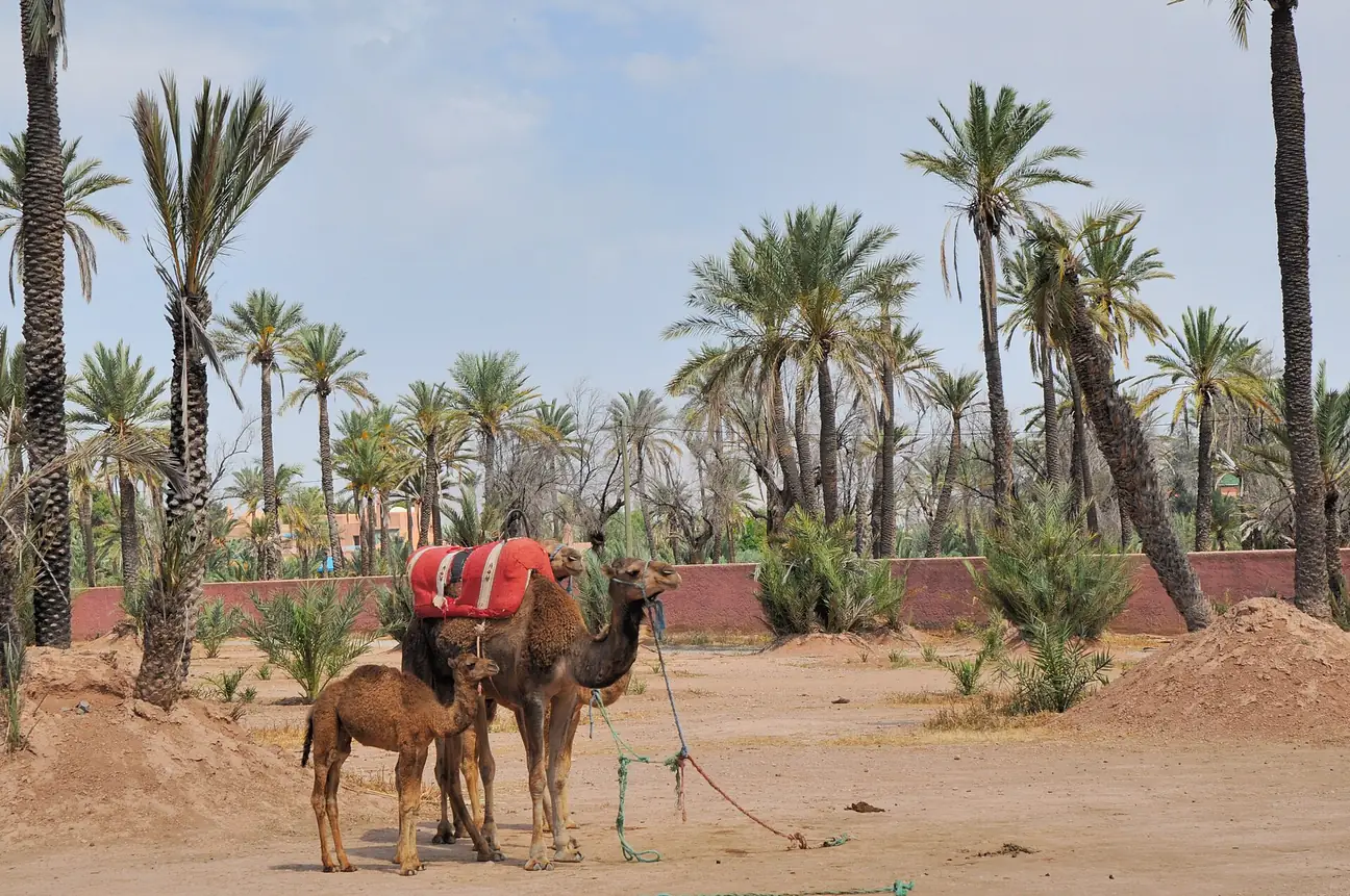 Camel ride through the Palmeraie