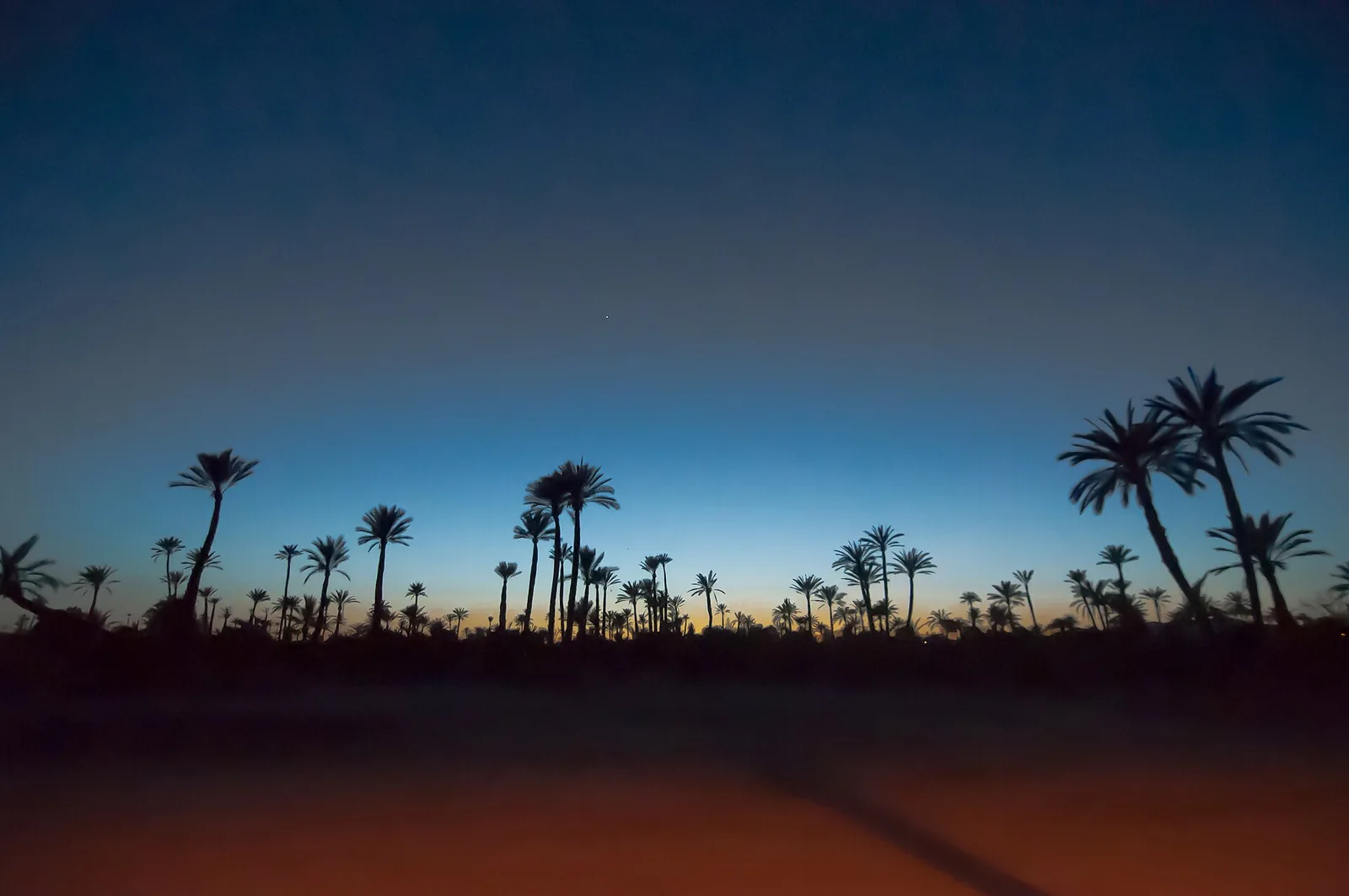 Palm silhouettes at dusk in the Palmeraie