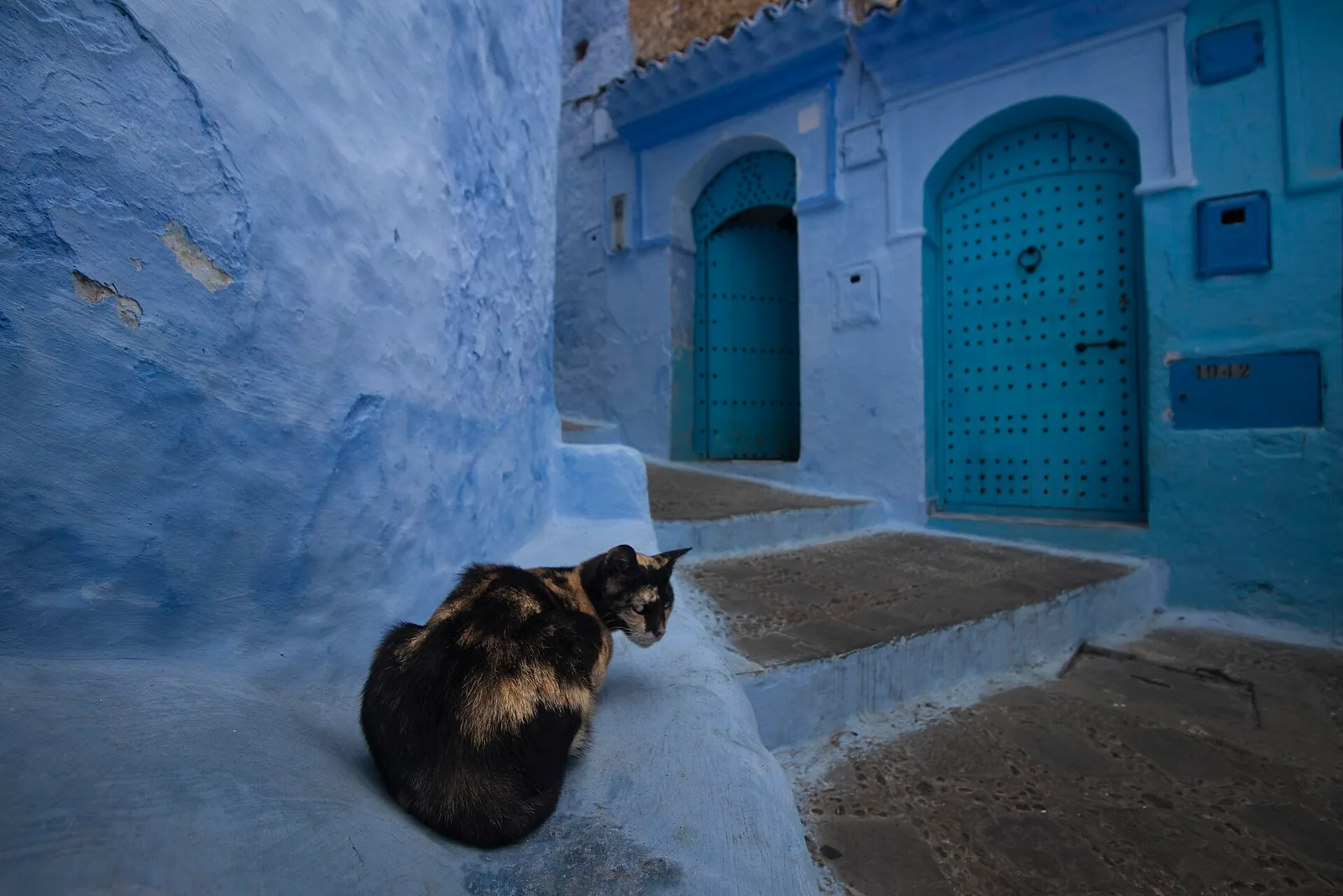 Cats resting in a blue Chefchaouen street