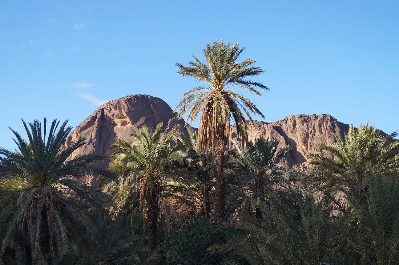 Fint Oasis in Morocco