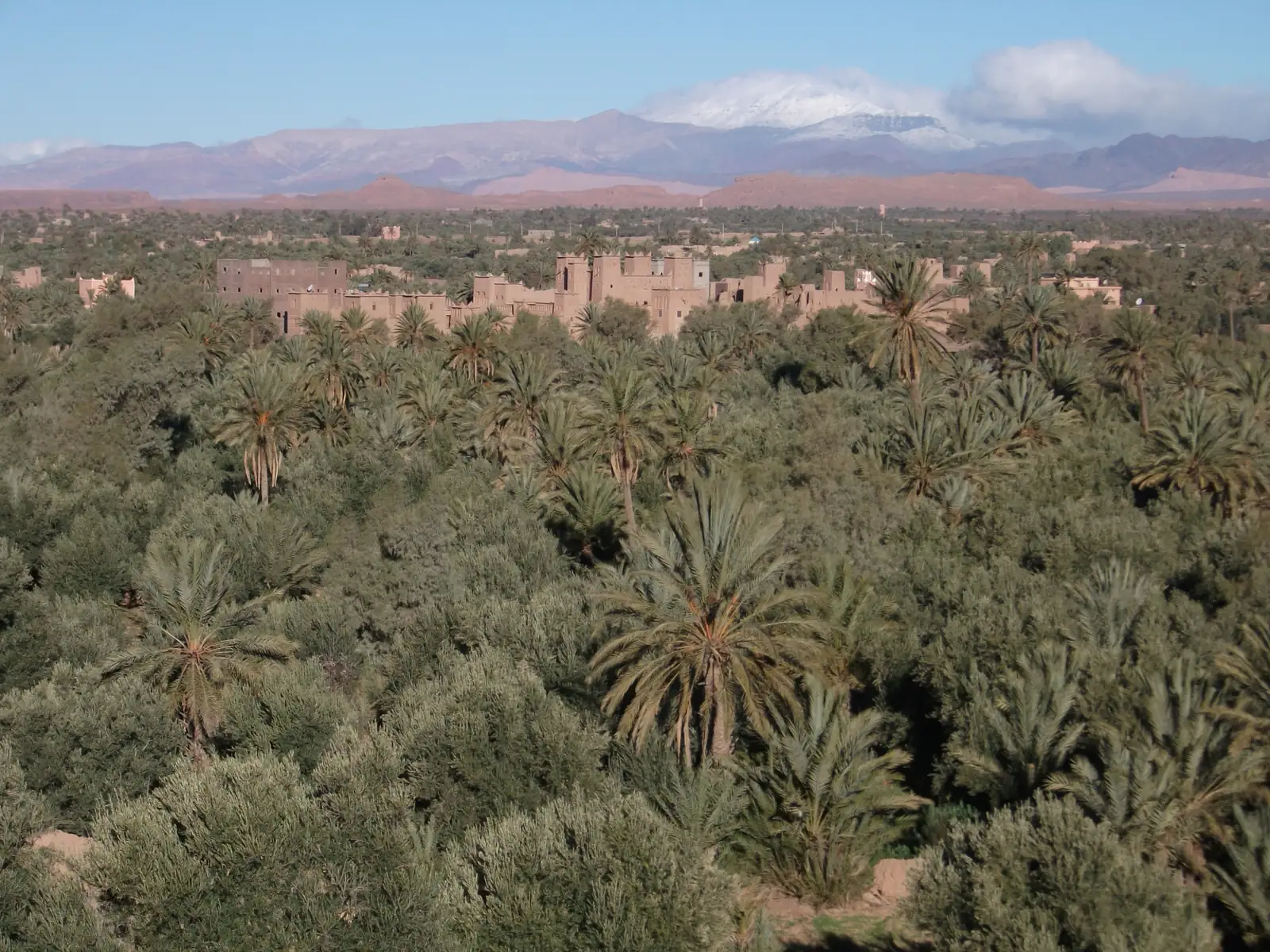 Skoura Palm Grove in Morocco