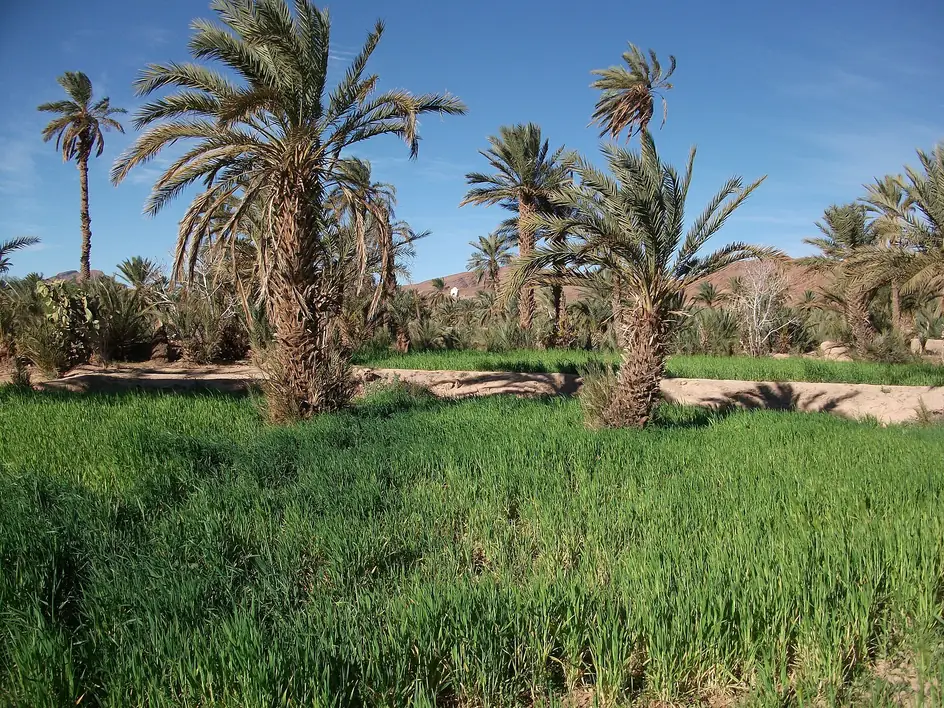 Skoura Palm Grove in Morocco