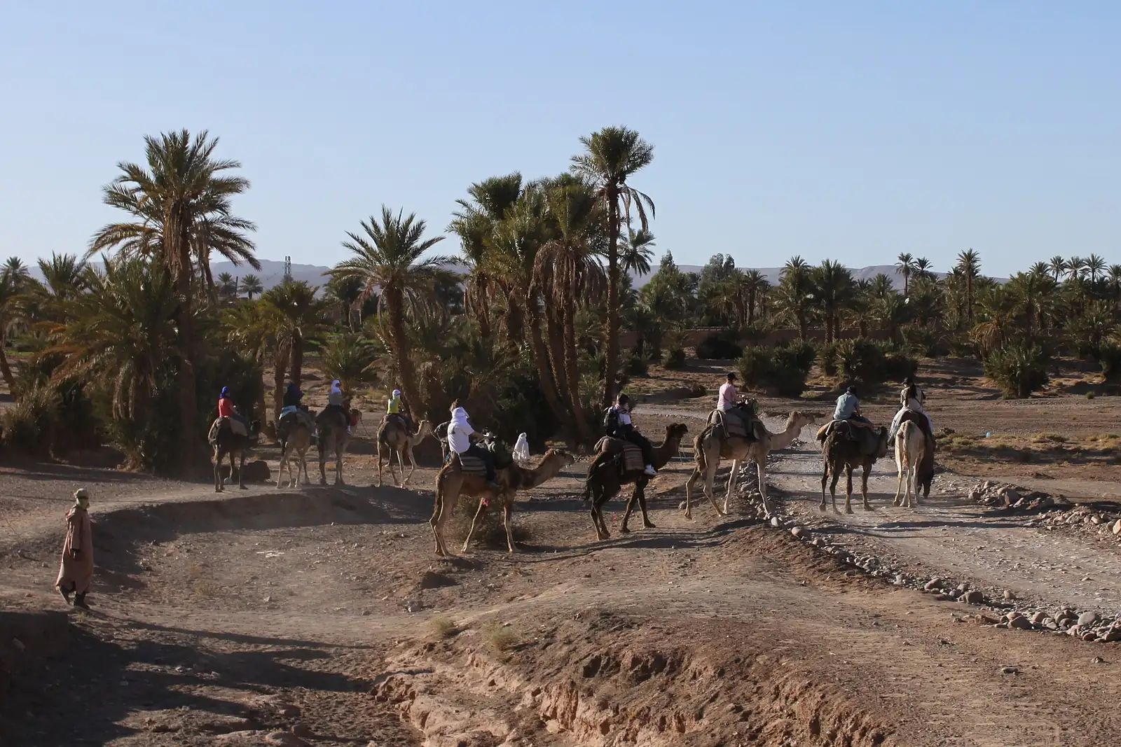Camel trek for travelers near Zagora