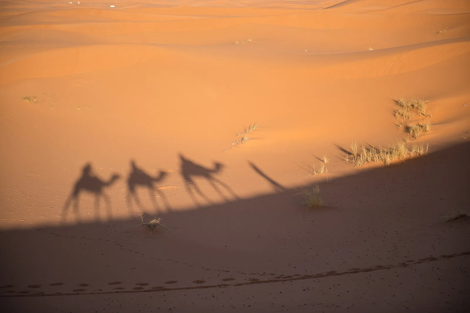 Camel tour riding across the Erg Chebbi dunes