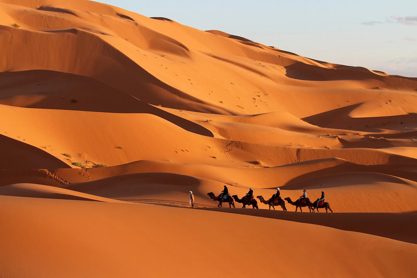 Cameleer leading camels over a sand dune