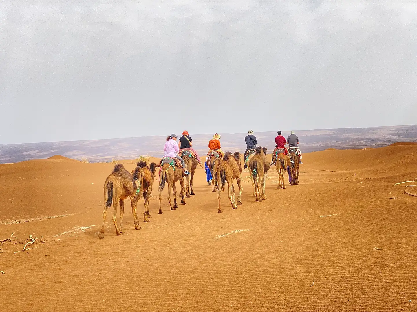 Camel trek in the Erg Chigaga dunes