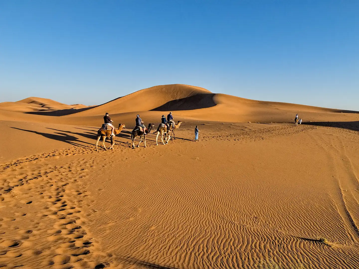 Camel caravan crossing the dunes, Erg Chigaga Dunes