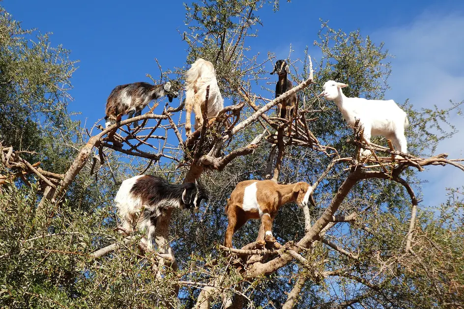 Goats in an argan tree on the road from Marrakech to Essaouira