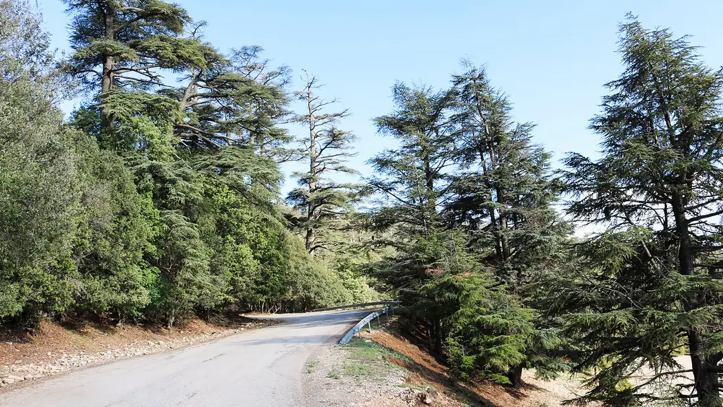 Cedar forest in the Michlifen area of the Middle Atlas