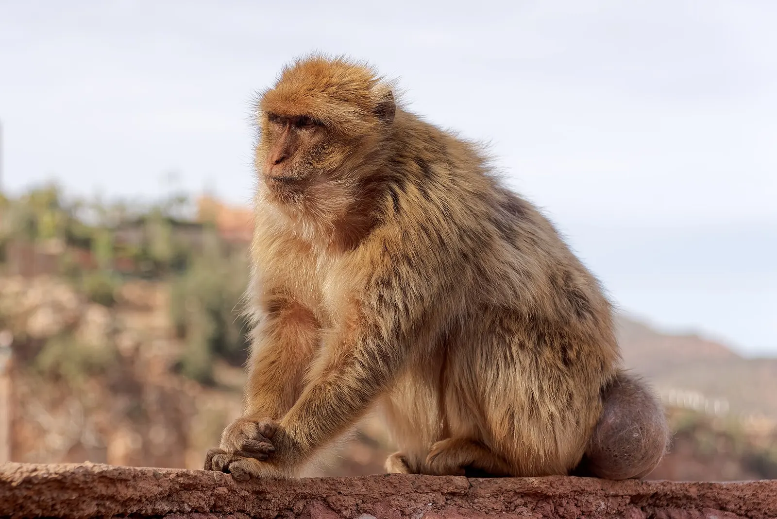 Barbary macaque in Morocco