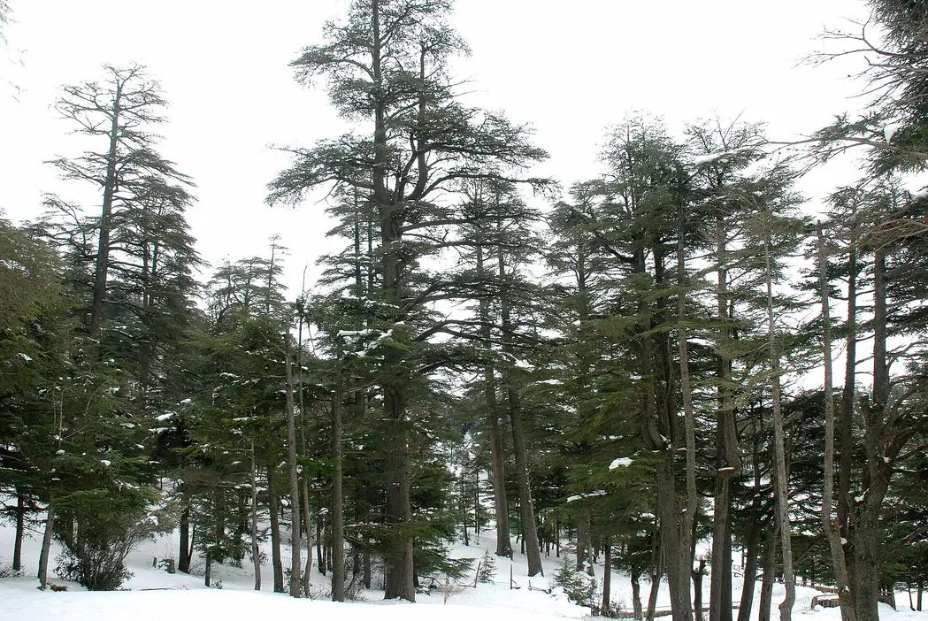 Tall Atlas cedars in a forest near Ifrane