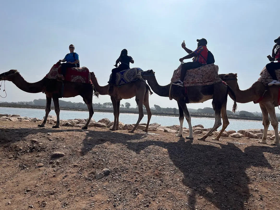 Riders on a camel trek beside the water near Agadir
