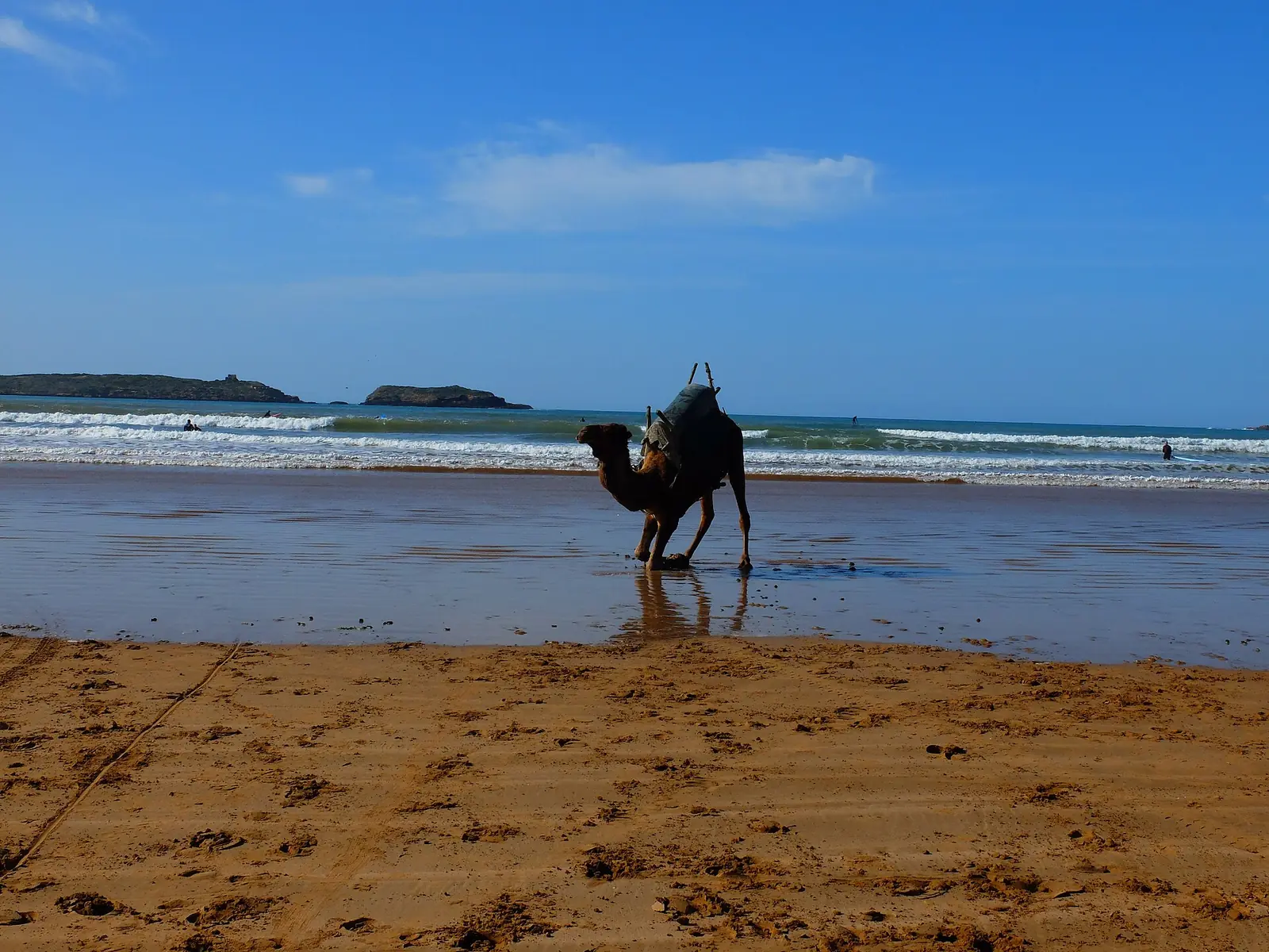 Camel resting on an Atlantic beach in Morocco