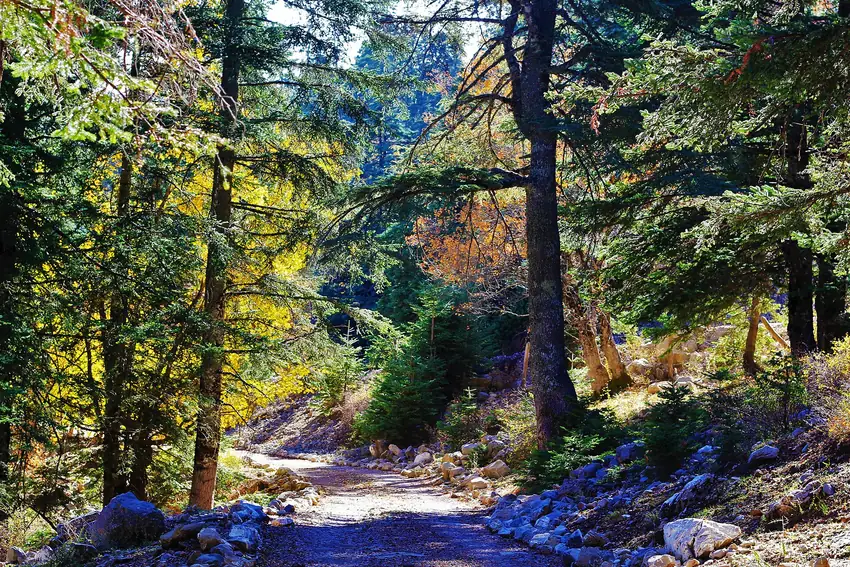 Forest trail in Talassemtane National Park