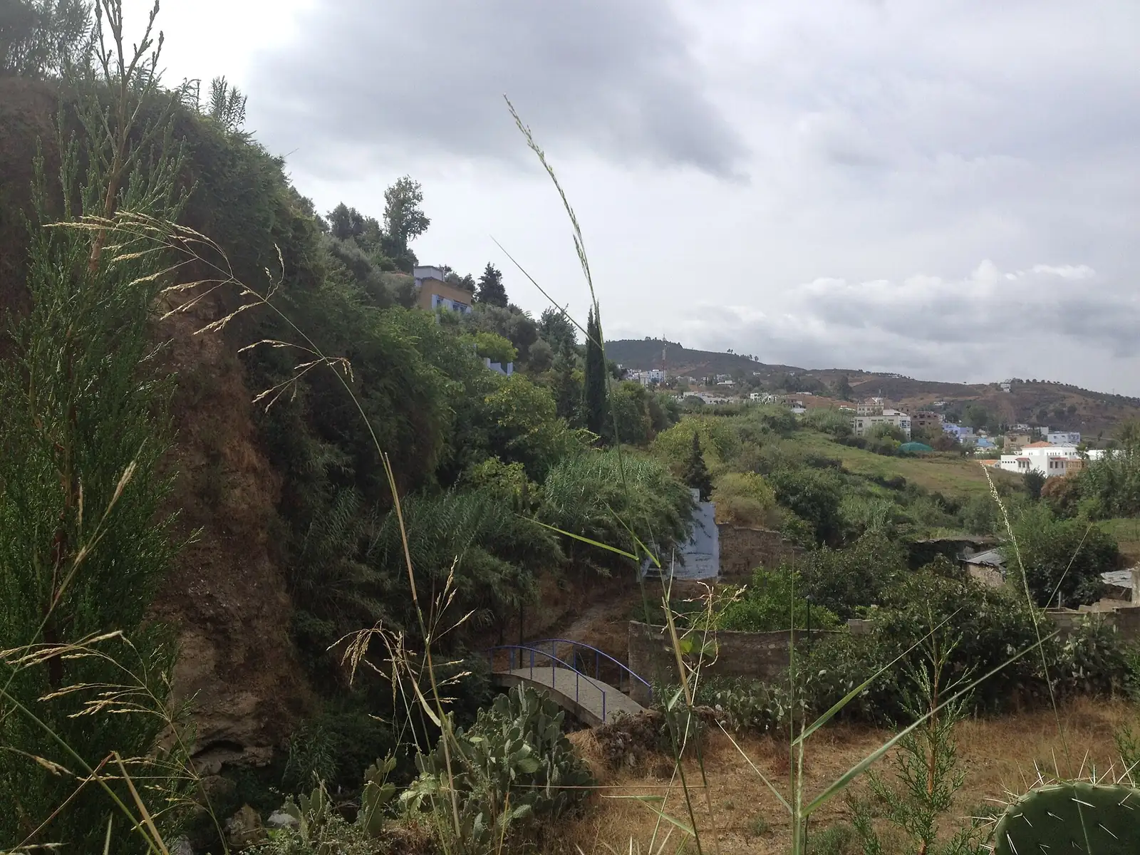 Grassy slope and scattered trees in the Rif countryside