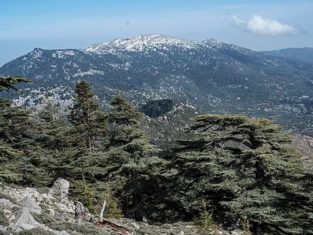 Treeline on Jbel Tissouka near Chefchaouen