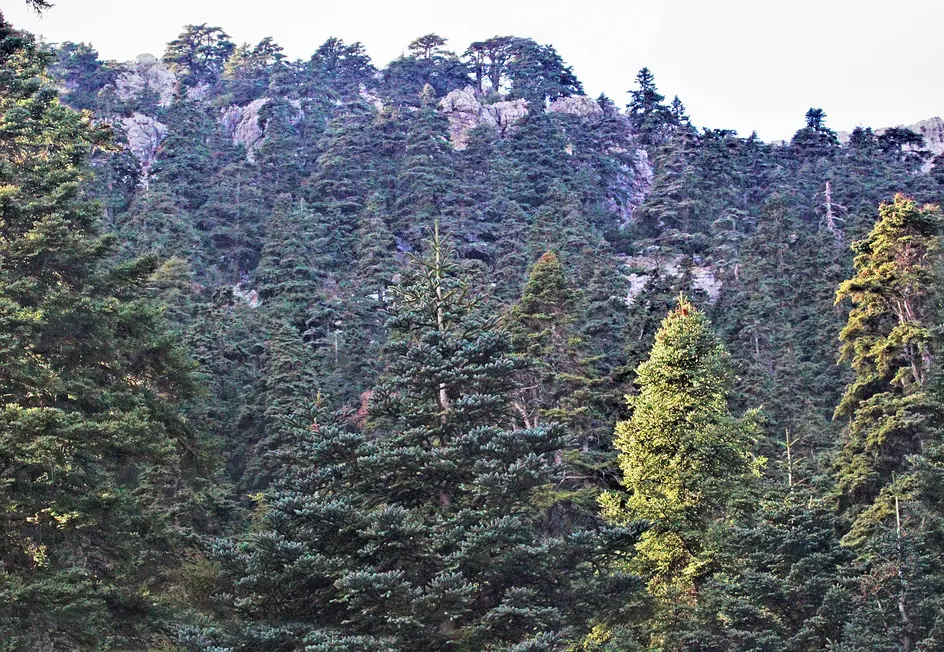 Moroccan fir forest in Talassemtane National Park