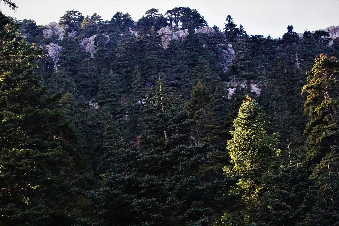 Dense fir forest on a rocky Rif slope