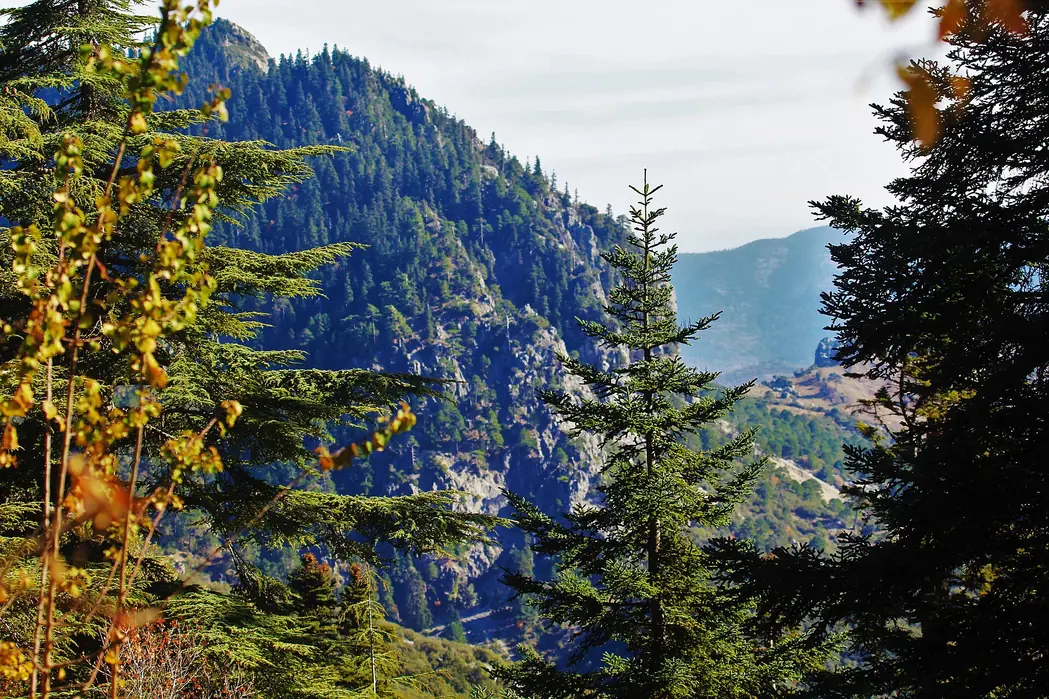 Autumn colours among fir trees in Talassemtane