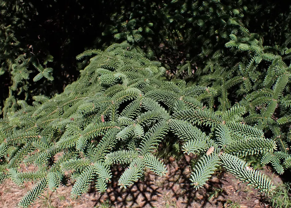 Branch of Moroccan fir (Abies pinsapo subsp. marocana)