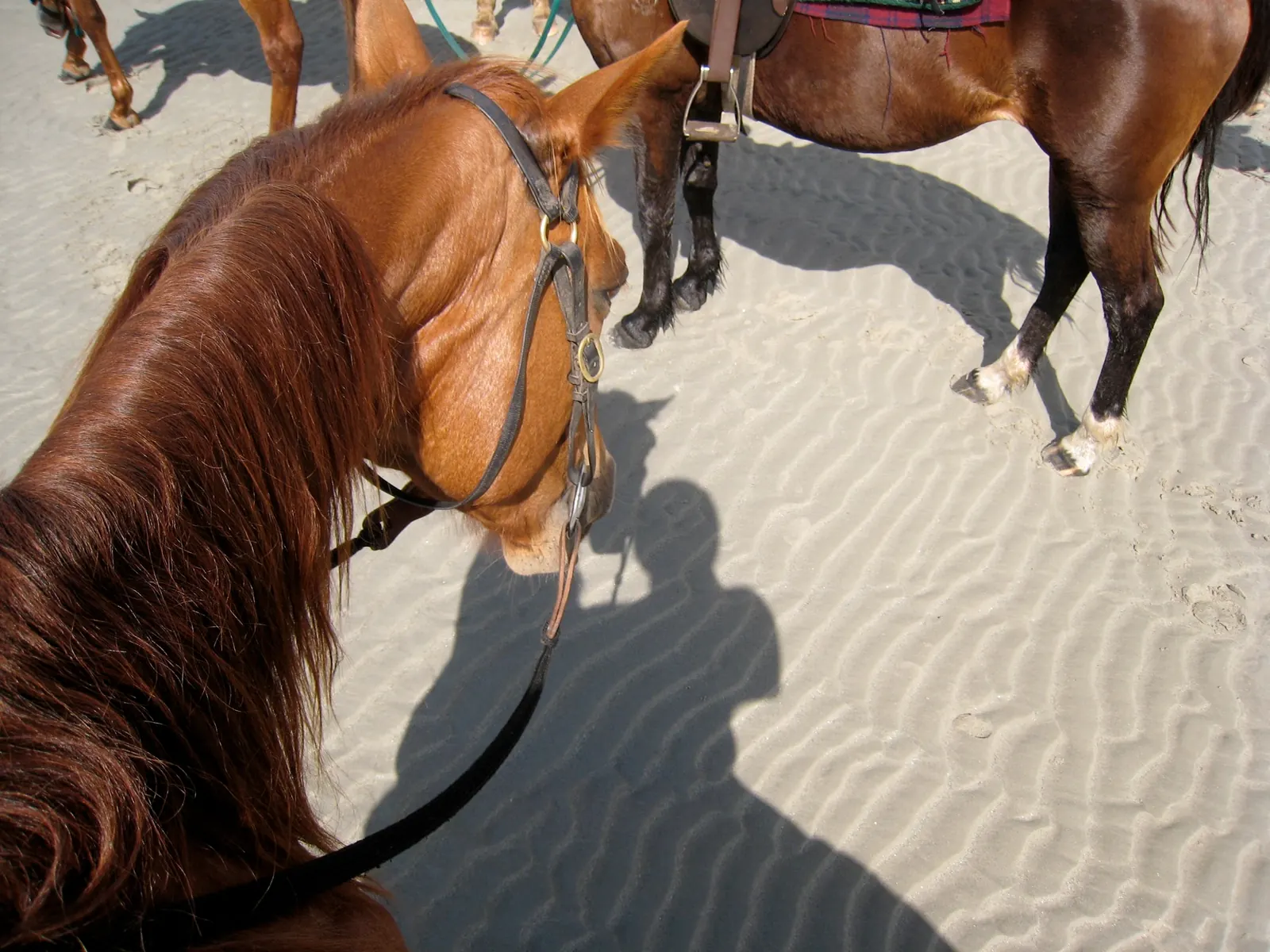 Close view of a horse's head and bridle on a sandy beach