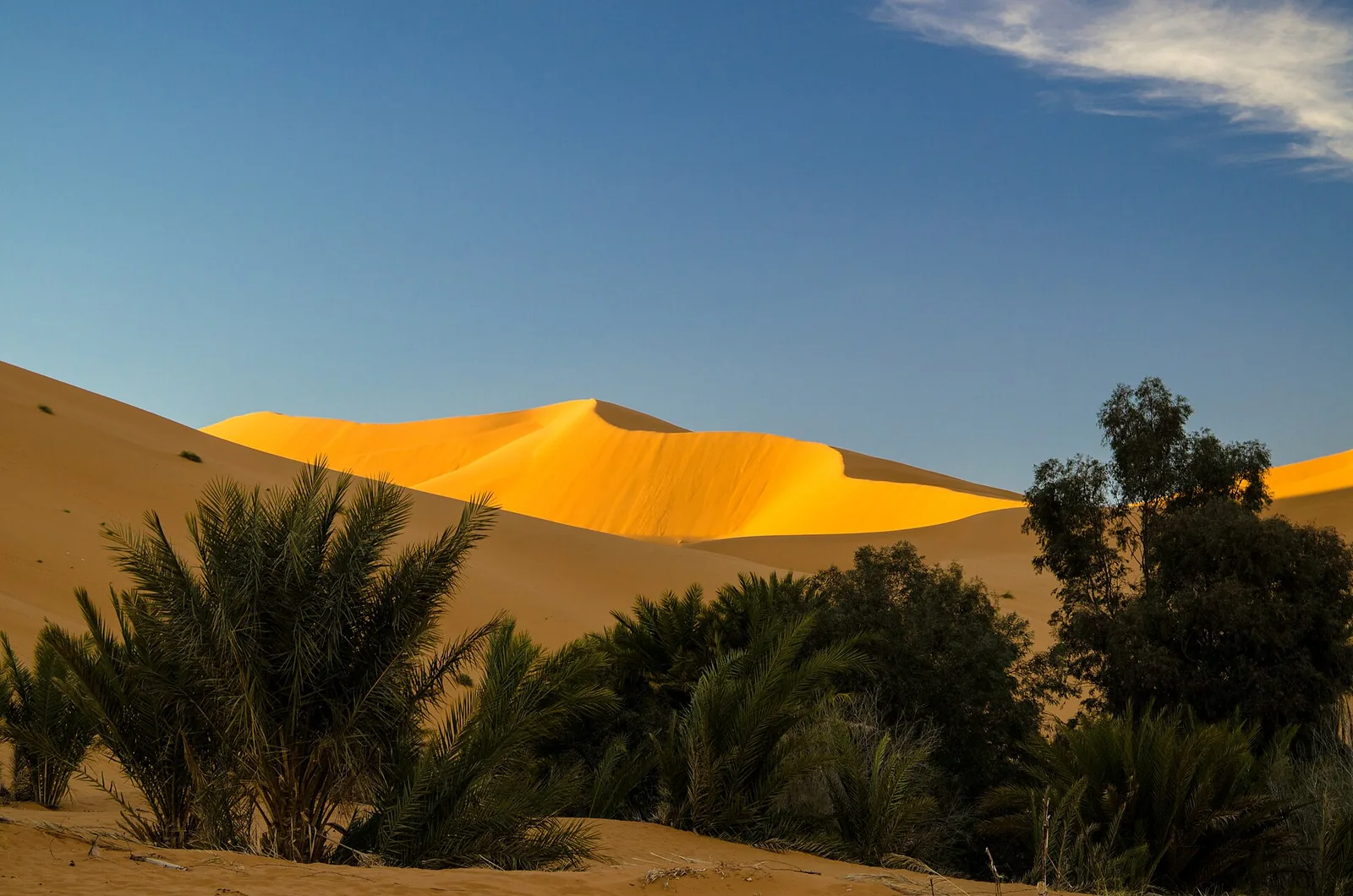 Palm oasis below the dunes, Merzouga