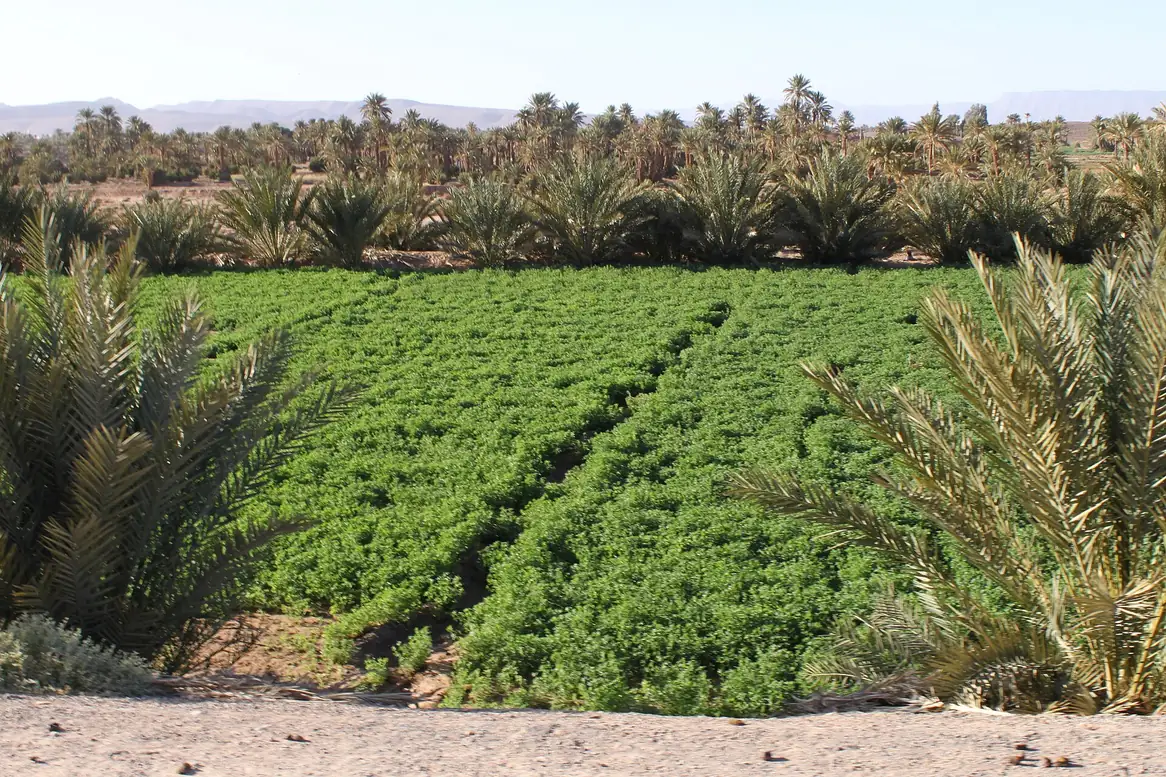 Oasis fields and palm trees, Zagora